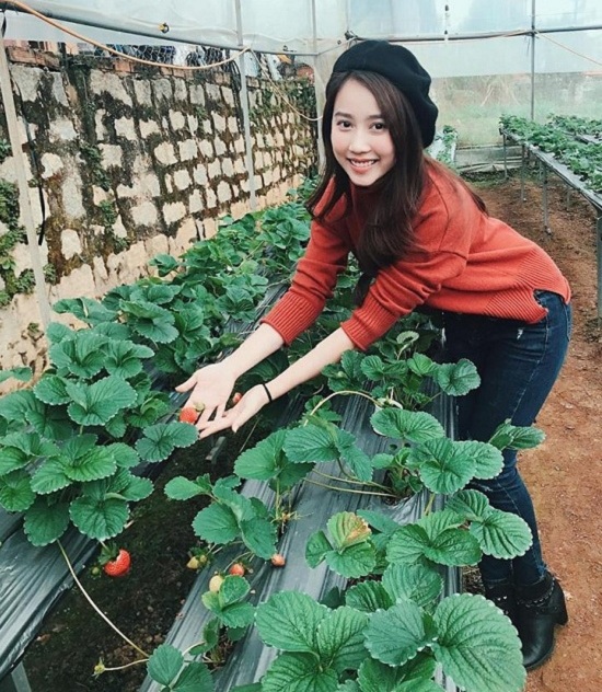 Diễn viên Huỳnh Hồng Loan thích thú thăm quan trang trại trồng dâu ở Đà Lạt.