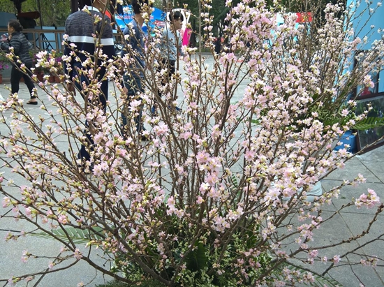 Hoa anh đào tại lễ hội hoa anh đào Hà Nội năm 2018