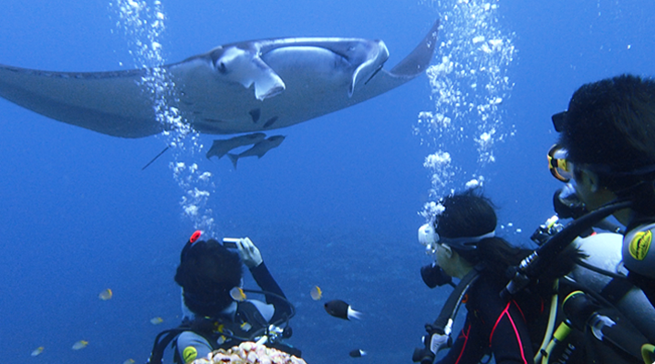 Lặn biển ở Ishigaki, bạn sẽ được tận mắt chứng kiến những con cá đuối to lớn (nguồn: vnexpress.net)